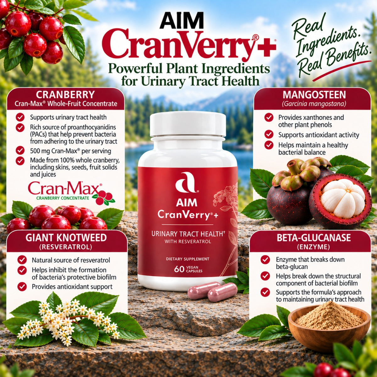 Aim CranVerry+ urinary tract health supplement bottle centered on a graphic with cranberry extract - CranMax, mangosteen, giant knotweed, and beta-glucan callouts, plus a bottle of cranberry extract and capsules, all over a soil background with a blue sky at the top.