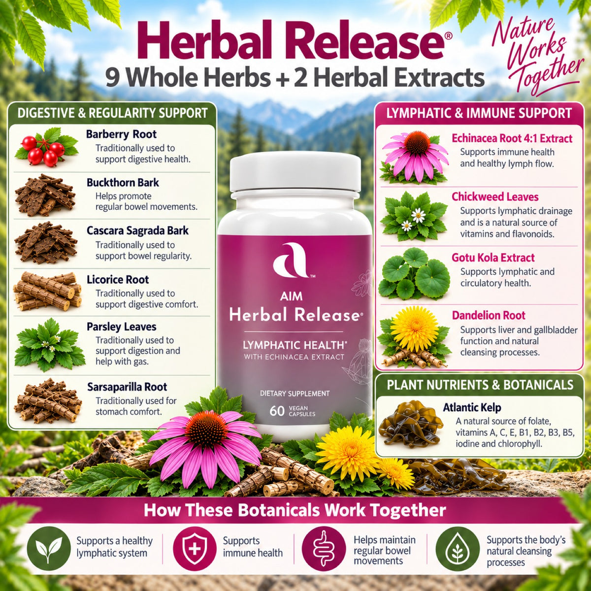 AIM Herbal Release lymphatic health supplement bottle shown against a colorful botanical infographic background detailing the benefits of each of the nine whole herbs and two extracts.  It includes barberry, buckthorn, cascara sagrada, chickweed, dandelion, echinacea, gotu kola, Atlantic kelp, licorice, parsley, and sarsaparilla.